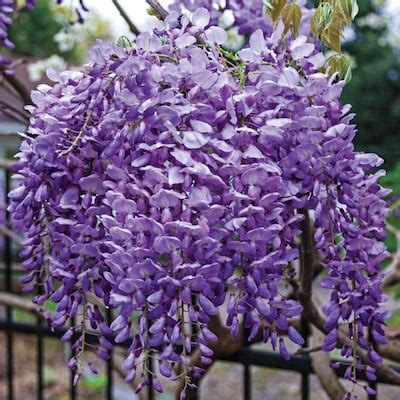 Wisteria Re.